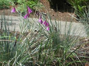 Plant Pick: Angel's Fishing Rod or Wand Flower, Milner Gardens, Vancouver  Island University