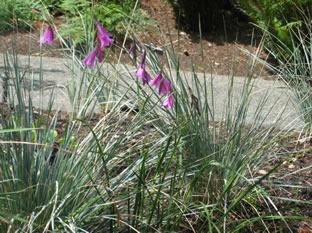 Angel's fishing rod, Wand flower (Dierama pulcherrimum) of