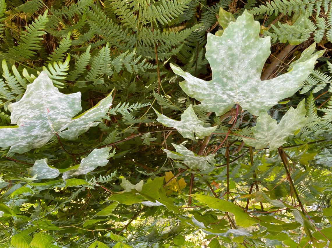 Mildew on Maple