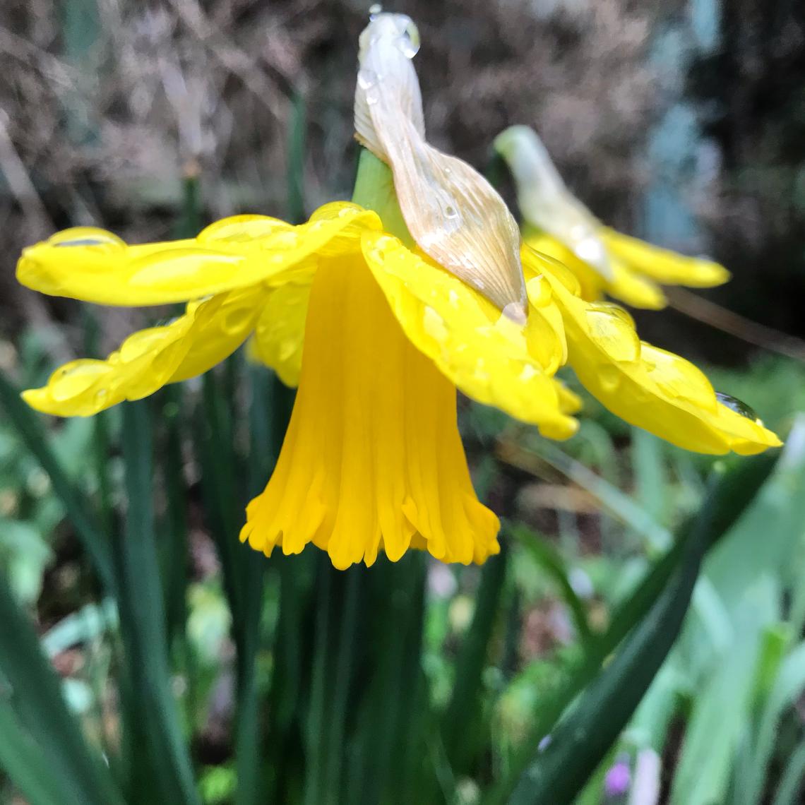 Narcissus bloom Milner Gardens & Woodland