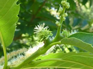 Plant Pick: Angel's Fishing Rod or Wand Flower, Milner Gardens, Vancouver  Island University