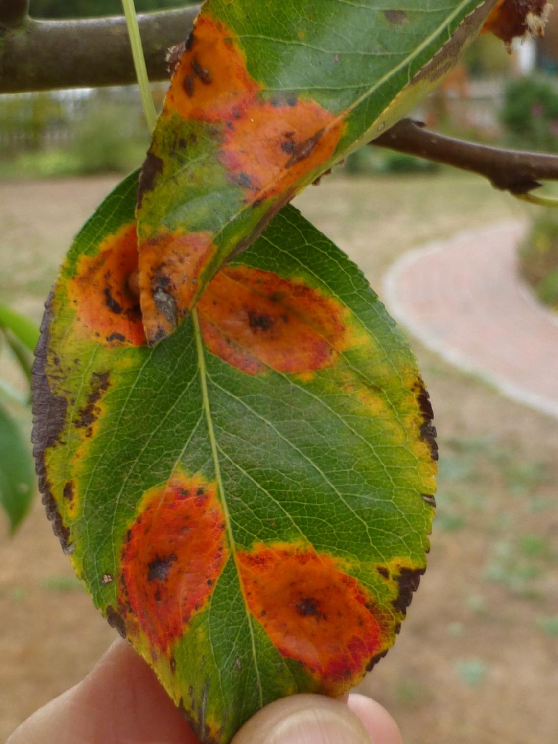 pear orange leaves tree causes patches irregular rust trellis fall late summer university growths spring stems