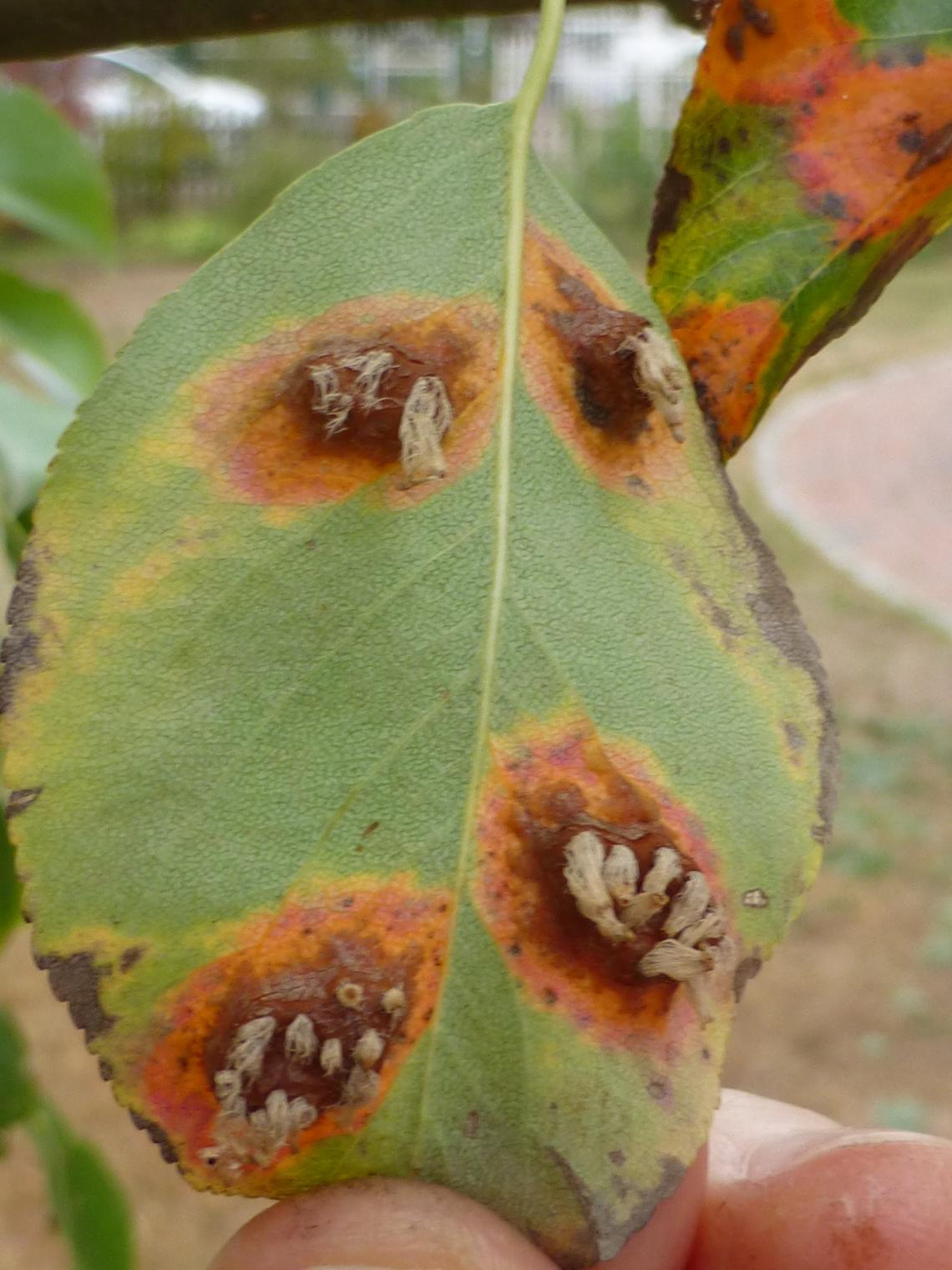 pear trellis rust