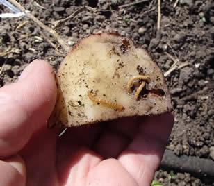 holes or tunnels in your potatoes