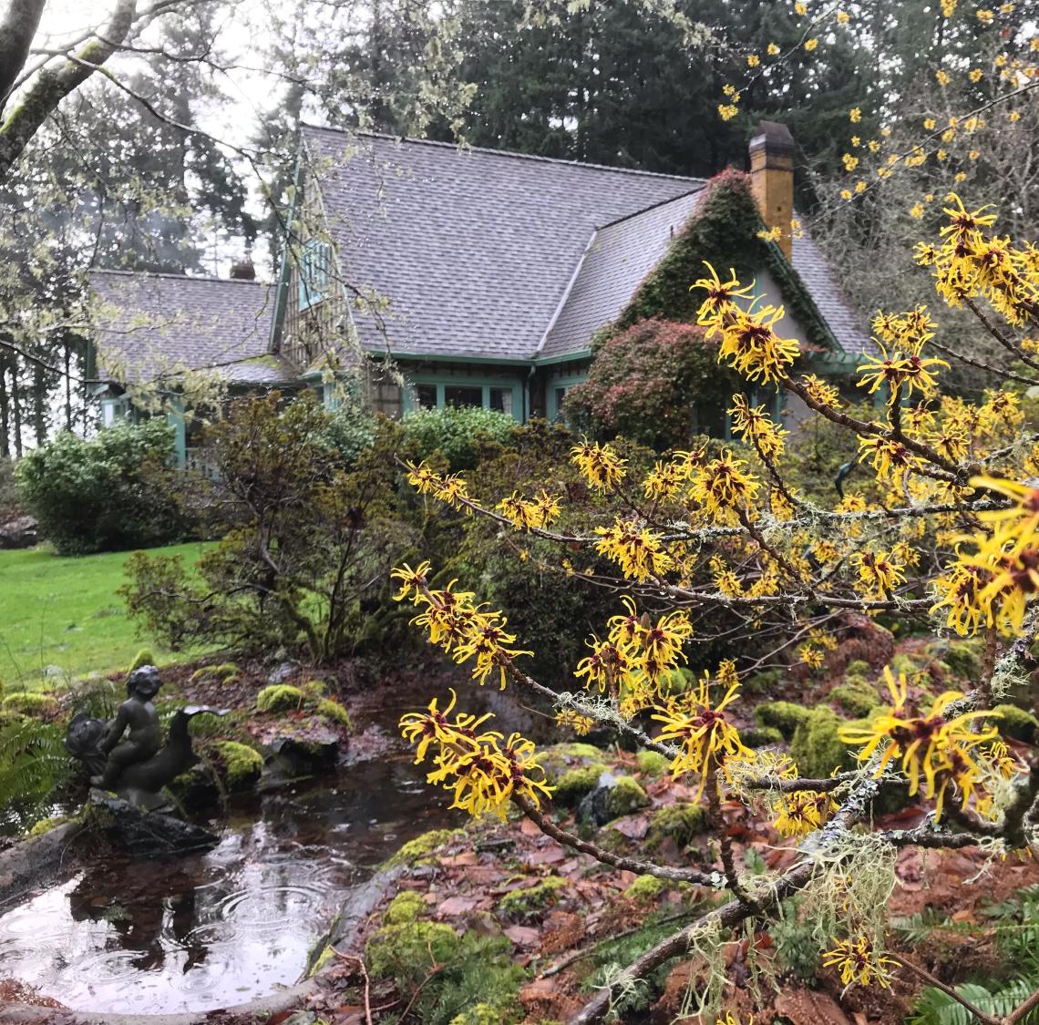 Chinese Witch Hazel