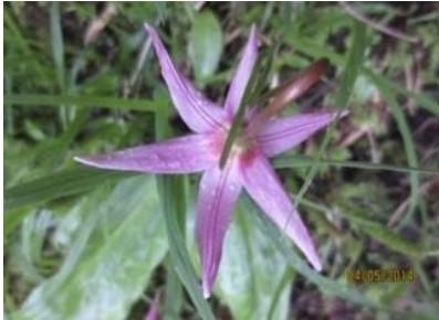 Pink Fawn Lily