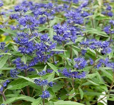 Plant Pick:  Bluebeard