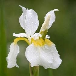 Plant Pick Iris sibirica white