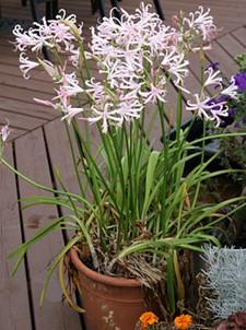 Plant Pick Nerine bowdenii