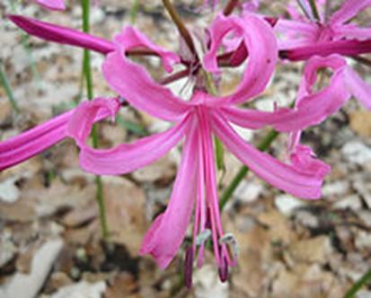 Plant Pick Nerine bowdenii