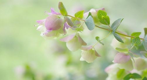 Origanum 'Kent Beauty'