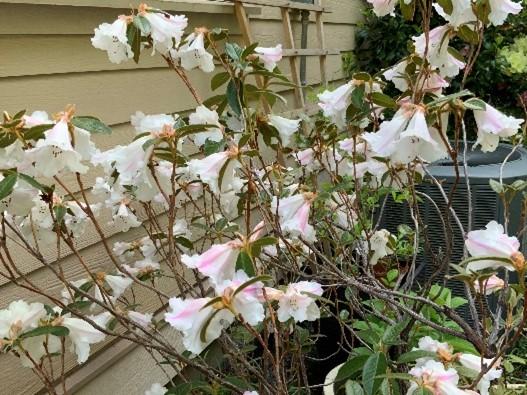 Rhododendron