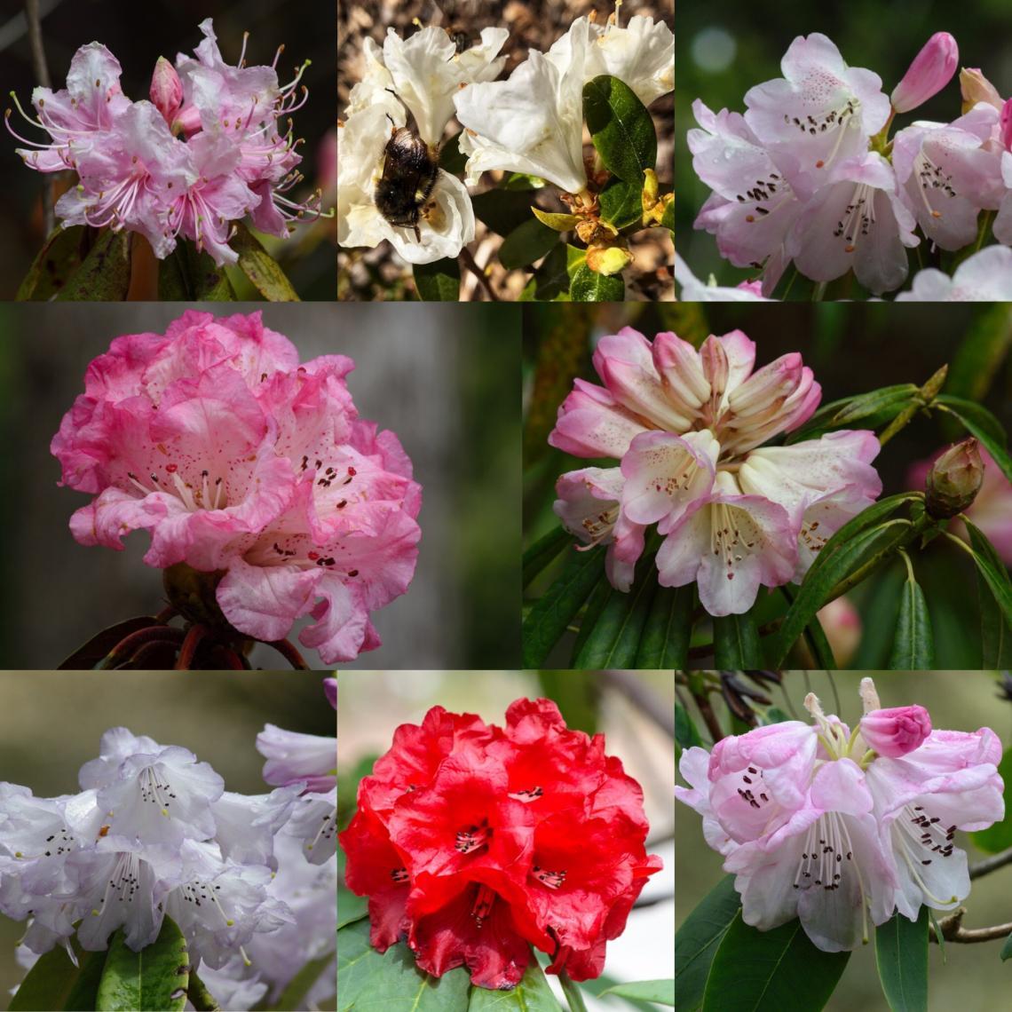 Greig Rhododendron Species Garden Milner Gardens