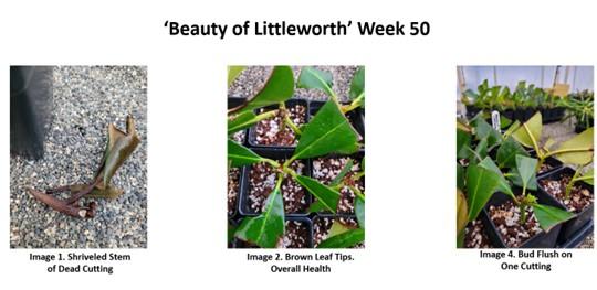 R. 'Beauty of Littleworth' Week 50
