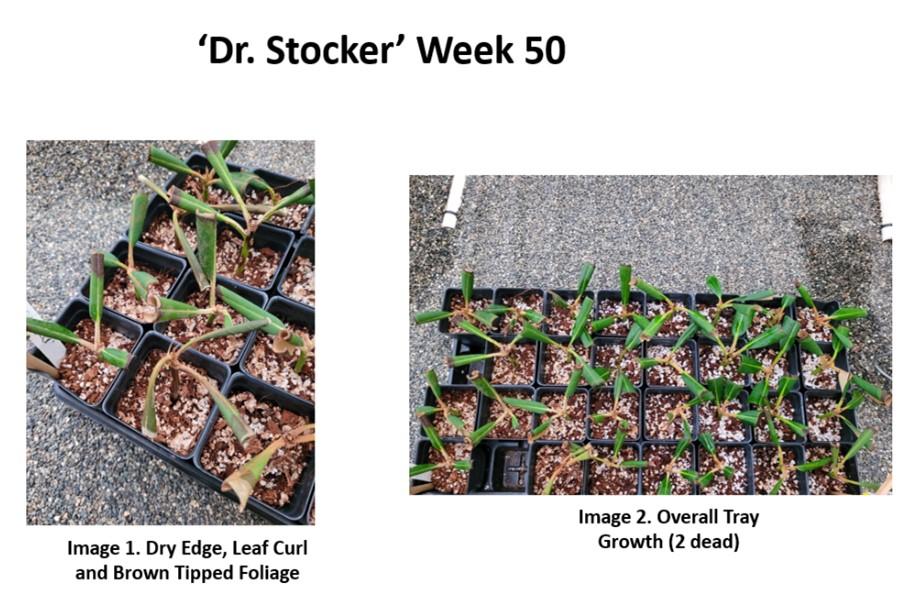 R. 'Dr. Stocker' Week 50