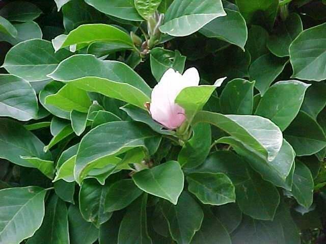 Saucer Magnolia 2