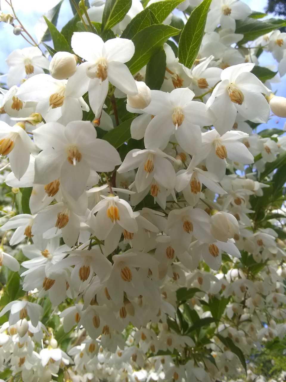 blossoms of a Japanese snowbell tree
