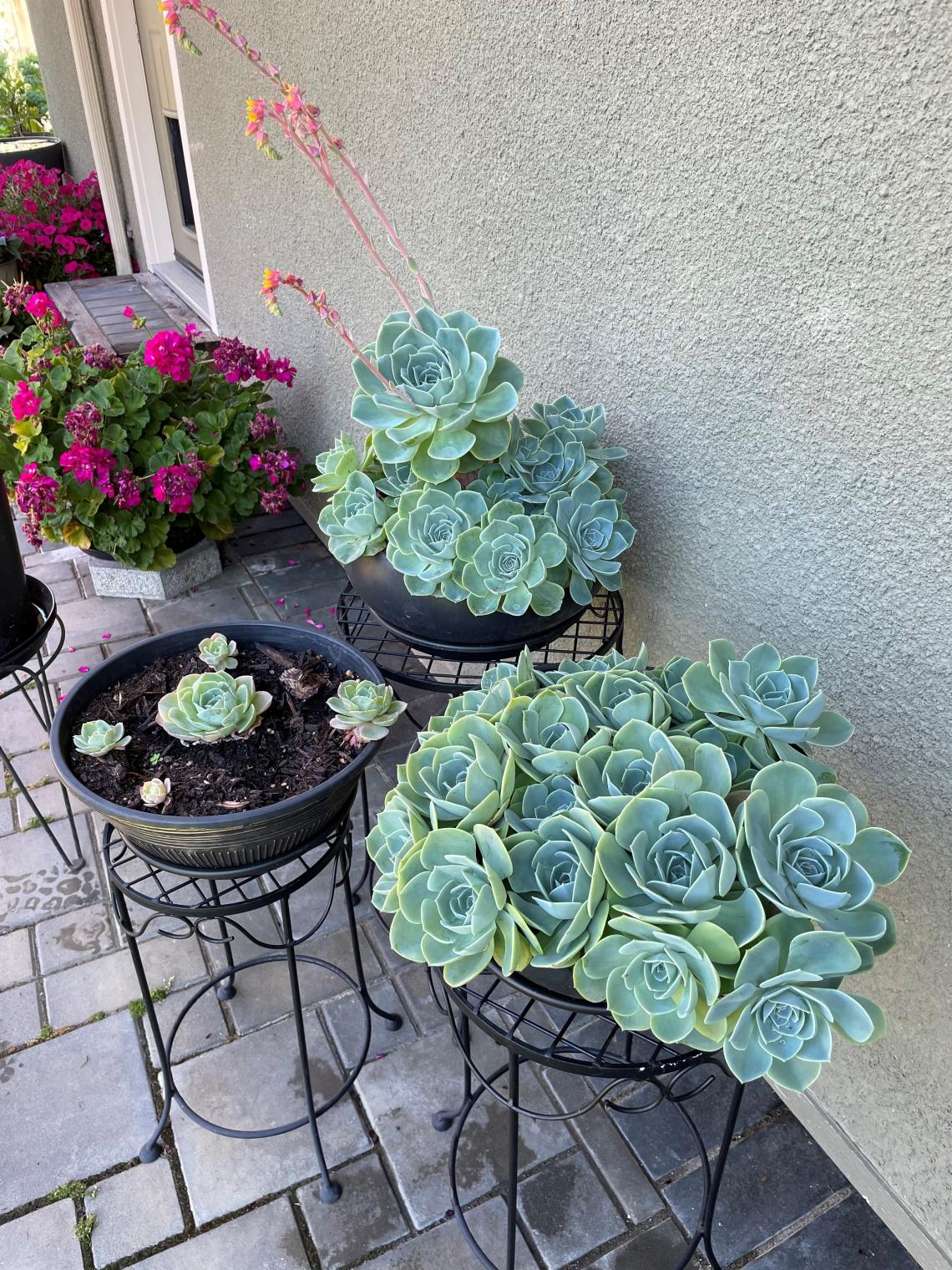 Succulents