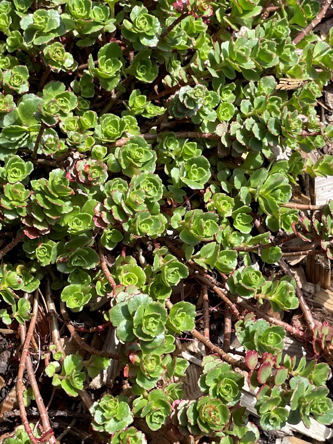 succulent 1