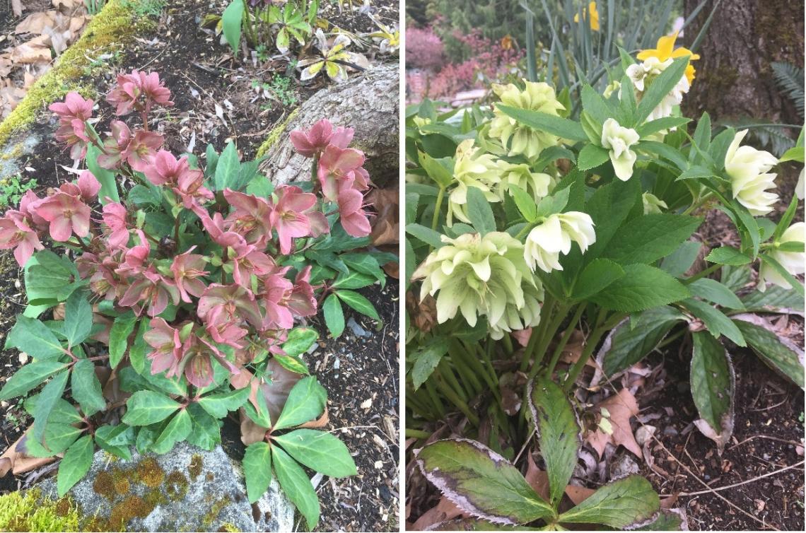 hellebores in a garden