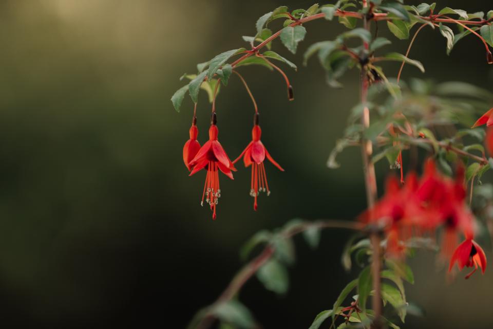 Fuchsia