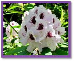 Cowichan Valley Rhodo Society Annual Spring Plant Sale 2022