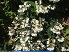 Deutzia scabra or Fuzzy Deutzia