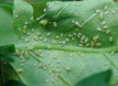 Gardening FAQ Aphids