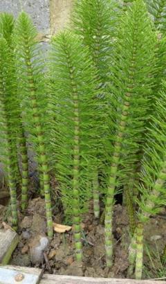 horsetail plant