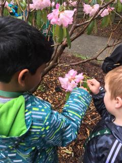 kids pollinate a rhododendron flower 