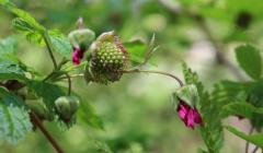 MABRRI Coastal Forest Plant Phenology Research Monitoring Project