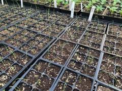 VIU Horticulture onion seedlings