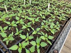 VIU Horticulture pepper seedlings.