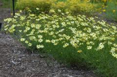 Plant Pick:  Coreopsis verticillata 'Moonbeam'