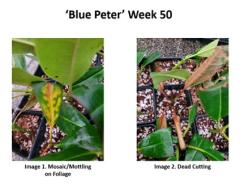 R. 'Blue Peter' Week 50