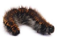 Tent caterpillar close-up