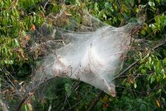 Tent caterpillars