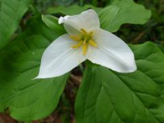 Trillium ovatum flower