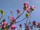 Saucer Magnolia