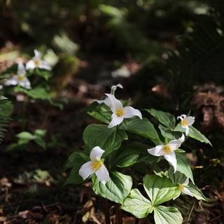 White trillium flowers