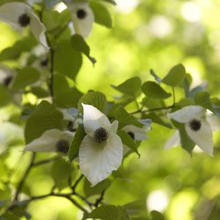 Dove tree