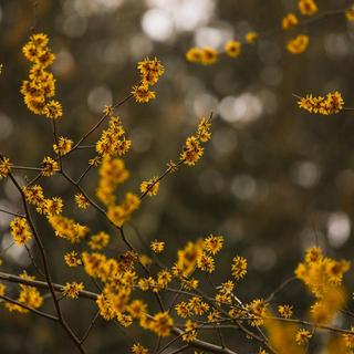 Yello Chinese witch hazel in bloom