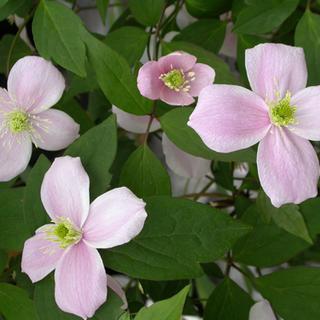 Clematis montana
