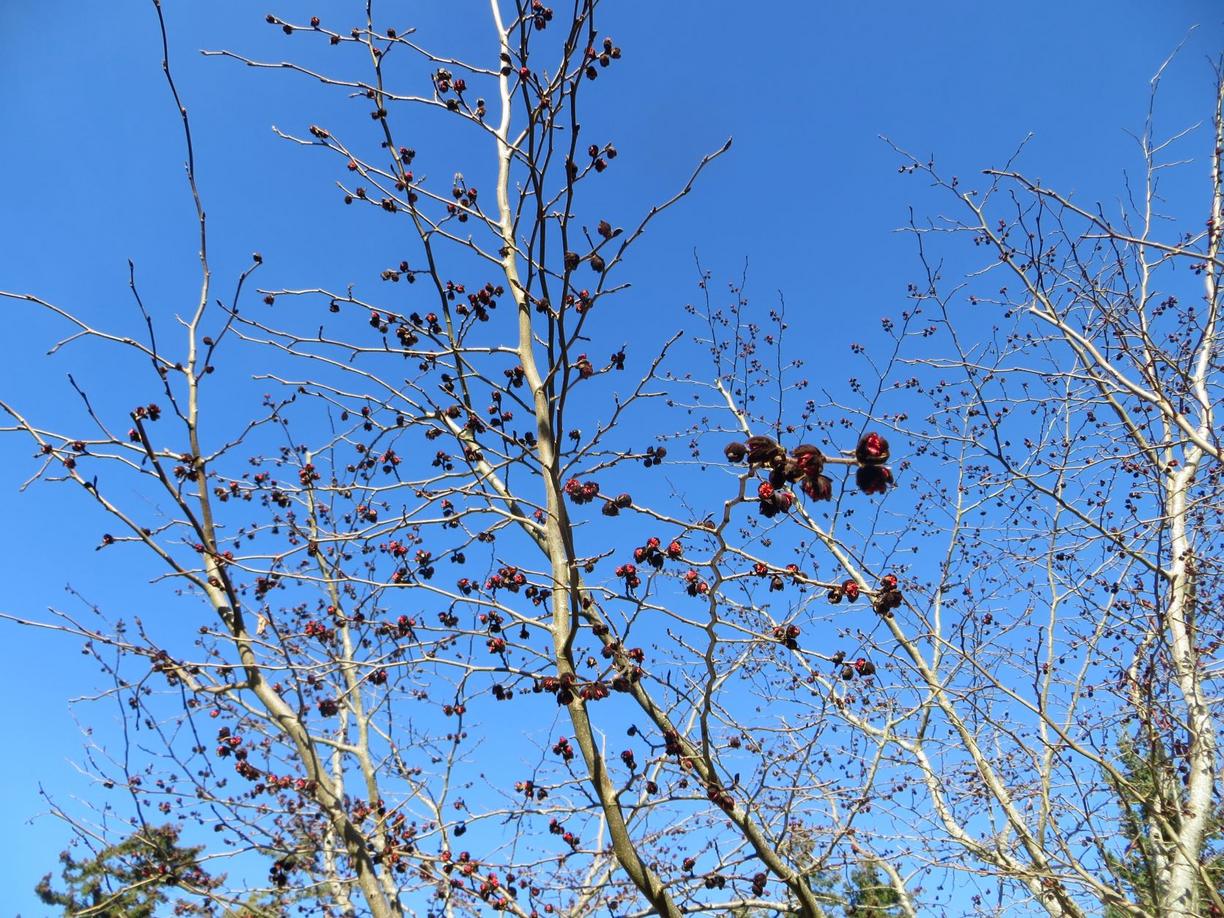 Parrotia persica
