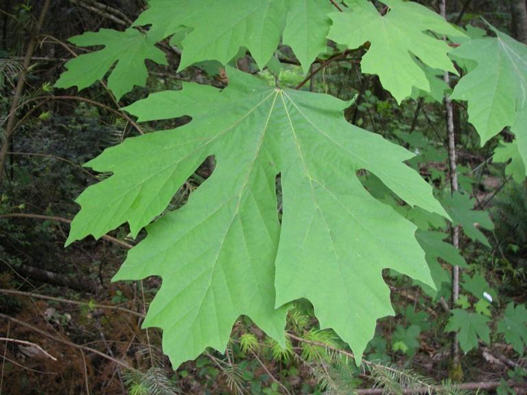 Bigleaf Maple leaf