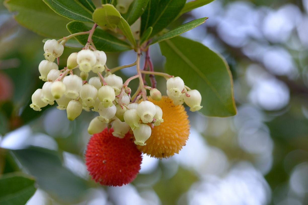 cream coloured, bell-shaped flowers with red spiked berries