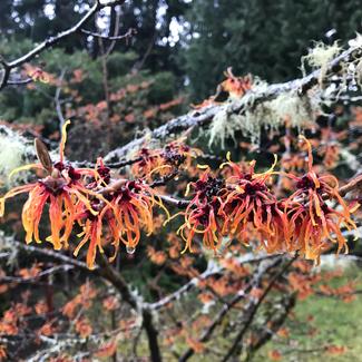 Milner Gardens Plant Pick Witch Hazel Jelena