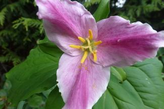 Pacific trillium flower