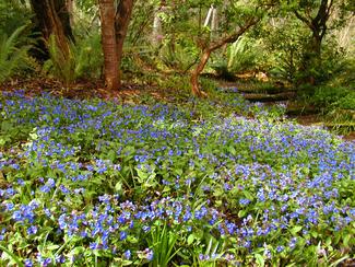 Pulmonaria angustifolia