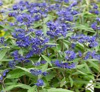 Plant Pick: Bluebeard
